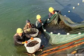 废旧池塘养泥鳅！乐陵拓宽乡村振兴路，带动农民致富图片