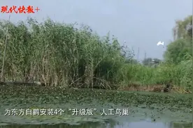 芦苇荡里，为东方白鹳建“新房”图片