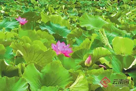 翠湖公园第十二届荷花展开幕图片