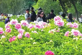 “国花牡丹”绽放洛阳“花经济”图片