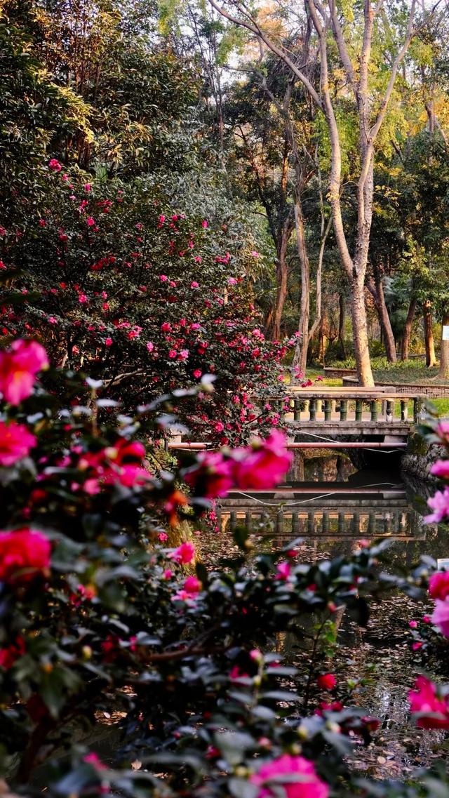 闭眼出片！武汉植物园茶梅进入最佳观赏期 这份浪漫攻略请收好