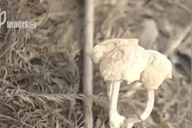 千万别碰这个！秋天到，上海大量涌现图片