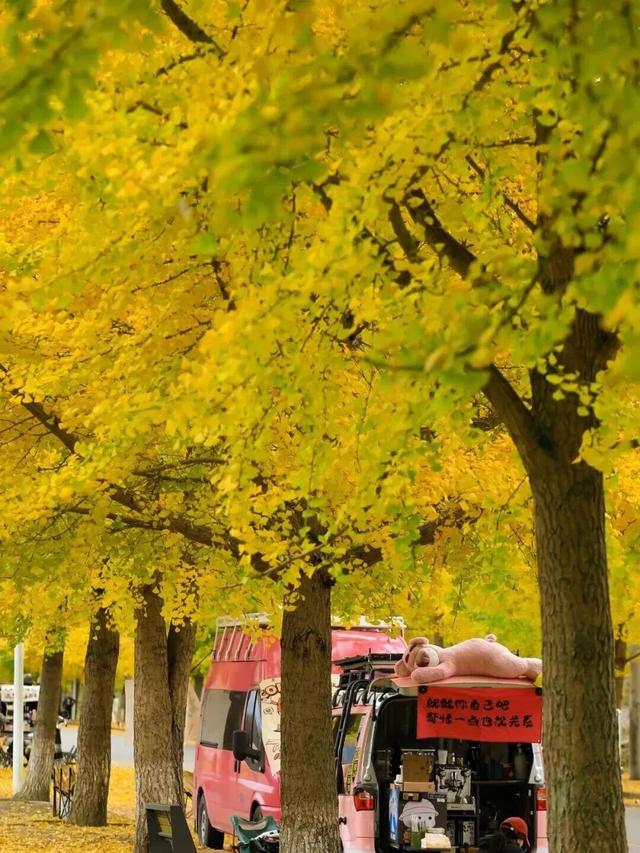 金灿灿！成都人的“顶流”上线，错过等一年！