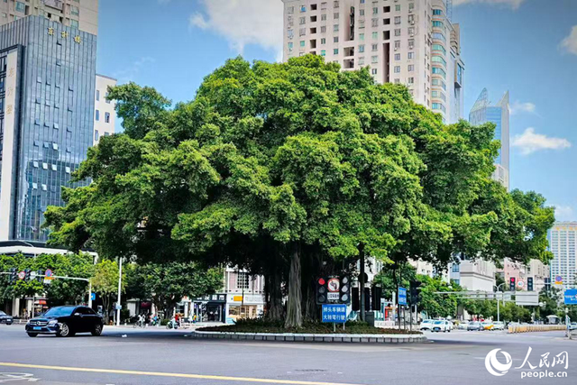 福州：榕荫千年