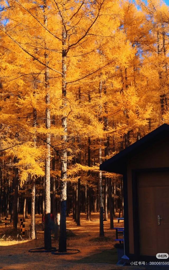 一半秋色在净月潭 另一半在你的镜头里→