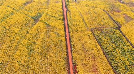 弥勒千亩油菜花海，太出片啦