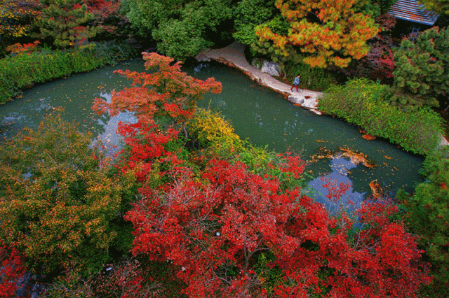 街头大量出现！常州人都已经捡上了