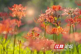 终于等到你！省植物园里彼岸花盛放，你会带谁去看？图片