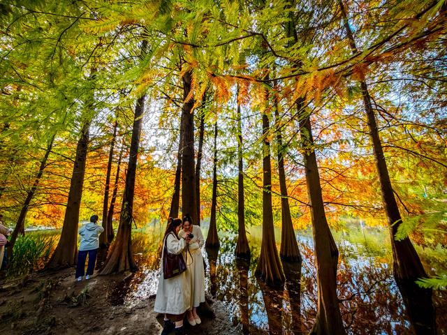 红黄渐变映湖光 燕雀湖落羽杉太美！