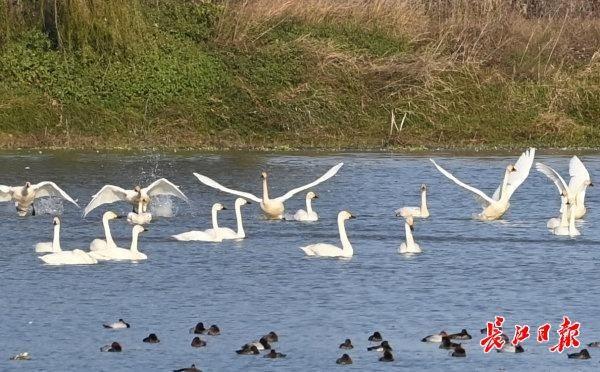 初冬武汉，一半烟火一半诗画