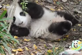 大熊猫“花花”，小短腿扑棱扑棱图片