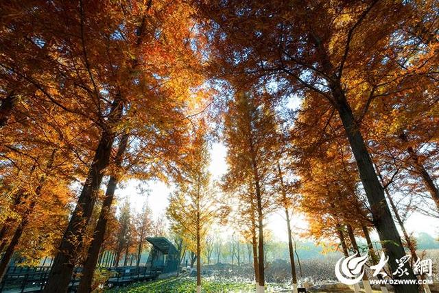 四季予你丨流动的油画！鱼鸟河水杉林上演“渐变魔法”