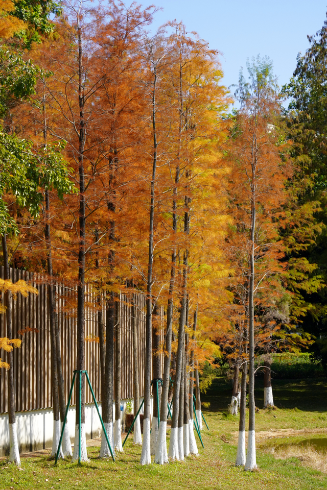 视觉增城｜落羽杉披“红妆” ！快来解锁增城冬日生态画卷