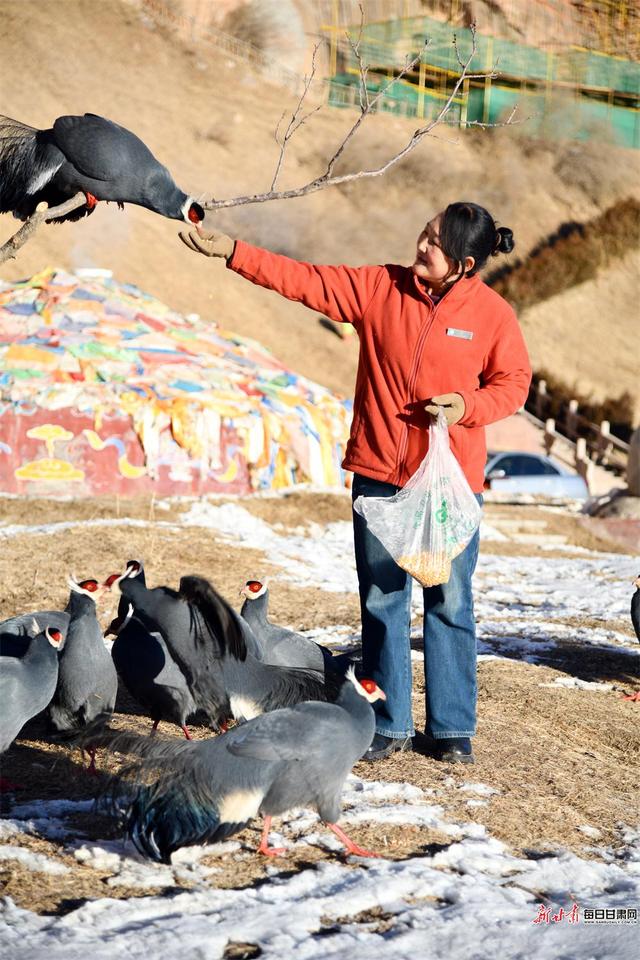 快来看！成群蓝马鸡亮相肃南马蹄寺