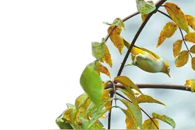 云南大山包保护区首次发现红胁绣眼鸟图片