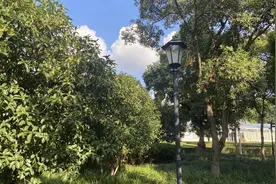 今日白露，长宁第一波桂花已飘香~图片