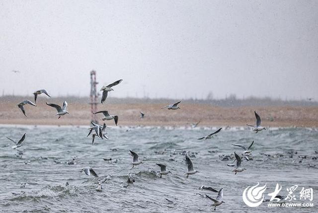 四季予你｜烟台：雪舞海畔，海鸥争涛