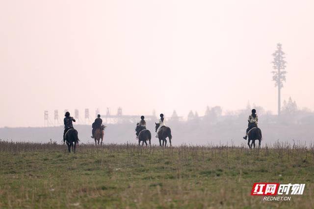 大美红图丨湘江河床变“牧场”，都市人骑马逐夕阳