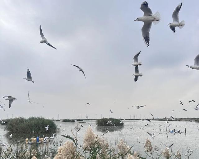 走！去乌梁素海看海鸥