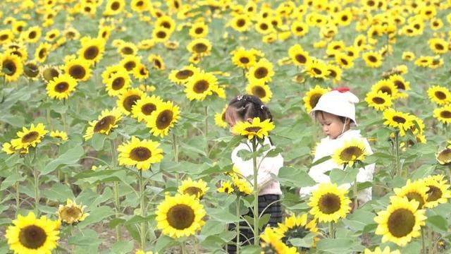 超出片！崇川滨江向日葵花海全网刷屏