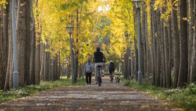 长宁最全银杏打卡点来啦，还有“宁宁”的私藏点位哦～【看“宁”的】
