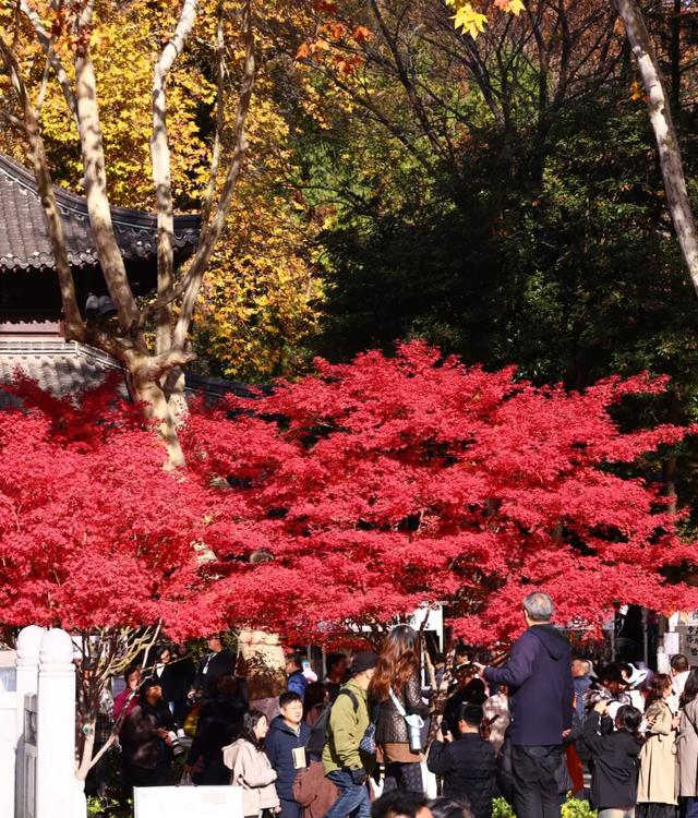 此时此刻，最美的栖霞山！