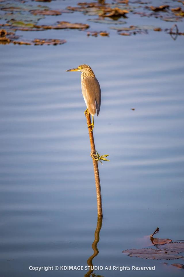 深圳秋日限定：三处落羽杉秘境，邂逅南国绚烂之季