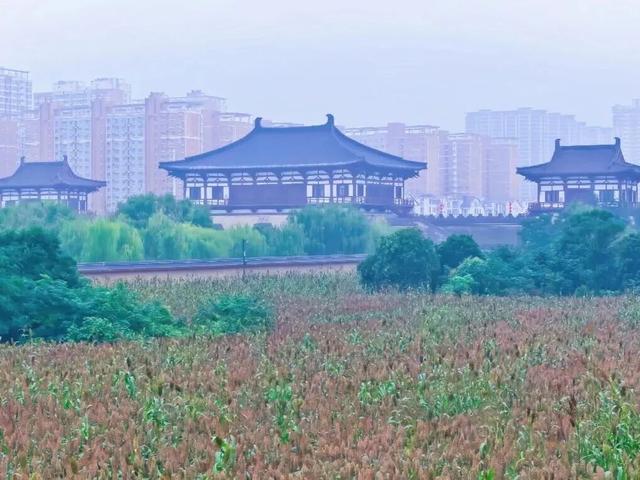 定鼎门旁这片高粱红，已经藏不住古都的秋意了