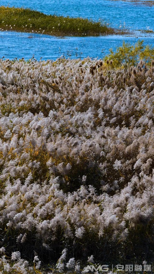 视觉安阳丨风吹殷墟芦苇白 水净天青入画来