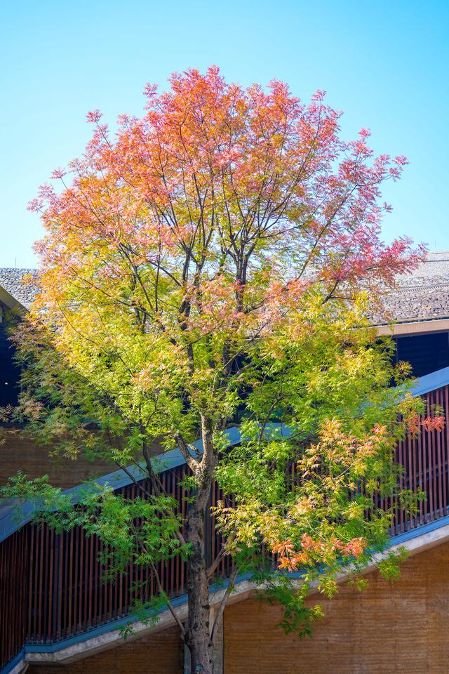 一棵树上看尽四季！临安博物馆彩虹树进入最佳观赏期，杭城“限定浪漫”陆续上线