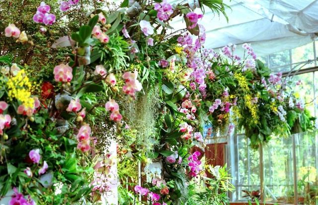 跨年别宅家！武汉公园元旦3天玩法全攻略来了