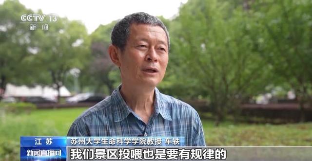 江苏一景区“月均6万元收编泼猴”引关注 “人猴冲突”如何解决？