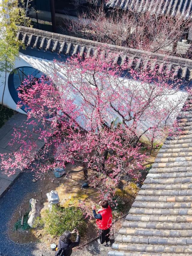 武汉梅花美到封神！官方赏梅地图请收好