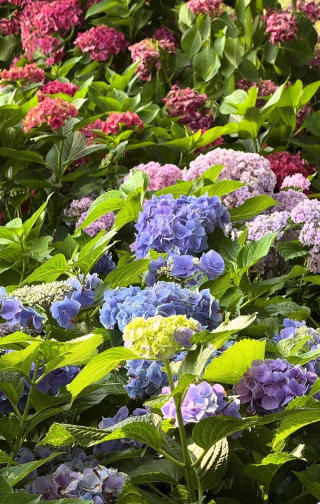 秋染良庆！异木棉粉、三角梅艳，这片土地藏着最缤纷的秋日浪漫