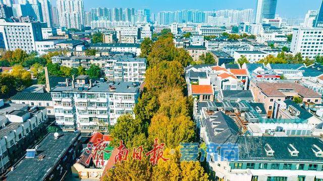 一年四季 泉在济南丨树影婆娑间，邂逅济南最温柔的秋天