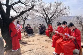 蒙阴大洼百年杏园赏花季开幕图片