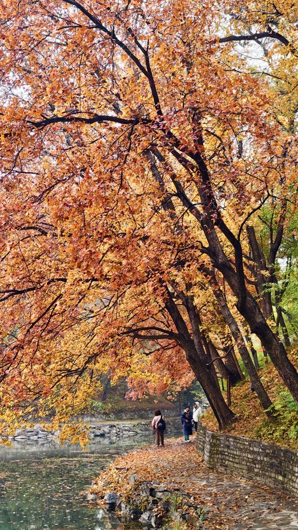 雨落颐和园后溪湖，秋色染透一地金黄