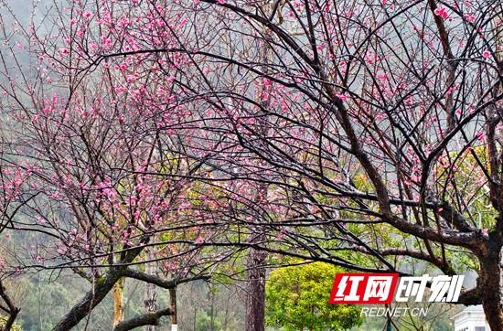 张家界市武陵源区：梅花雨中绽放 幽香四溢 （组图）
