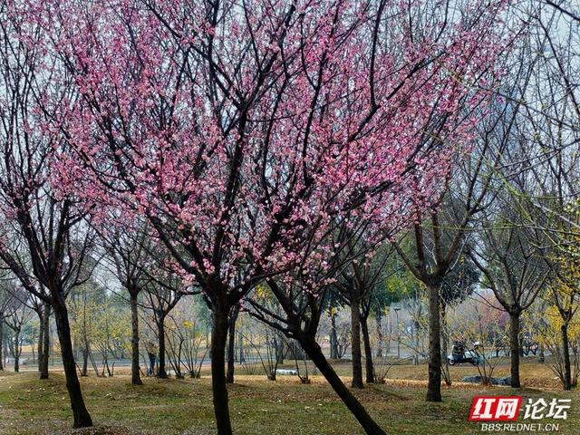 深冬腊月，去安乡八芒星广场寻找第一缕花香