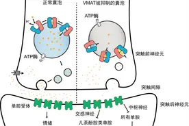 科学家揭秘大脑如何运输“快乐荷尔蒙”图片