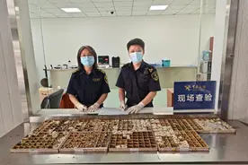 北京海关在口岸首次查获濒危小玛瑙螺标本，系国家一级保护动物图片