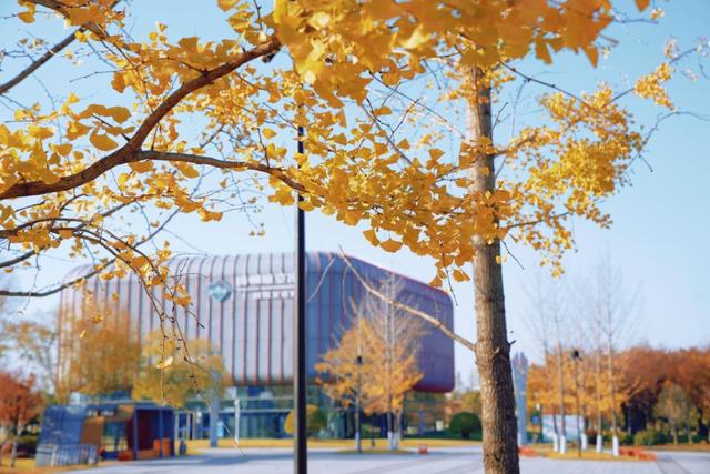 生态科技新城冬日色彩：满城尽染“银杏黄”