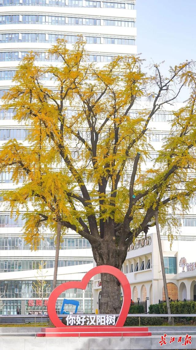 1300岁！武汉两株“银杏王”，金了