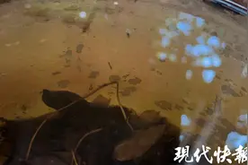 全年两个蚊虫活动高峰期，当心这些“隐性积水”成蚊子老巢图片