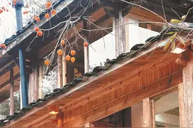 屏南熙岭乡：红柿缀枝古韵浓图片