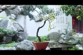 “锦”绣世园会丨盆景匠人胡世勋的诗意“长卷”图片
