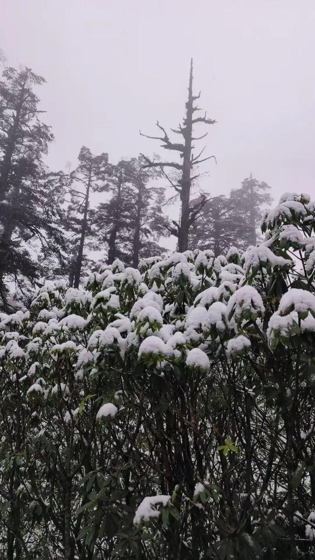 真的下雪啦！瓦屋山初雪突降！彩林+初雪的绝美同框，免门票就能看见！