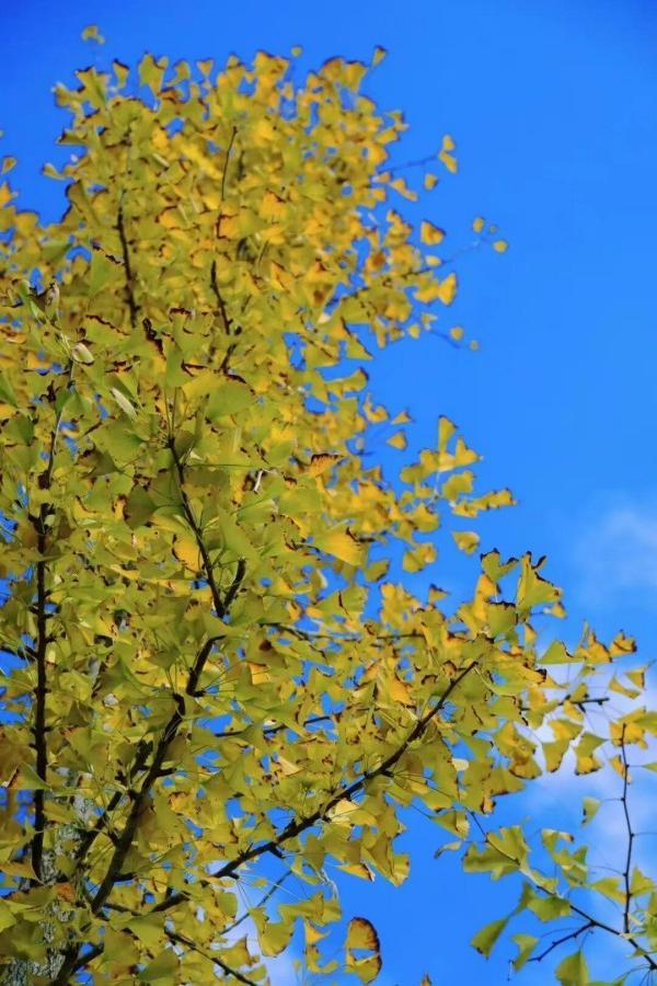 醉美秋色！福州鼓岭迎来“颜值巅峰”期！