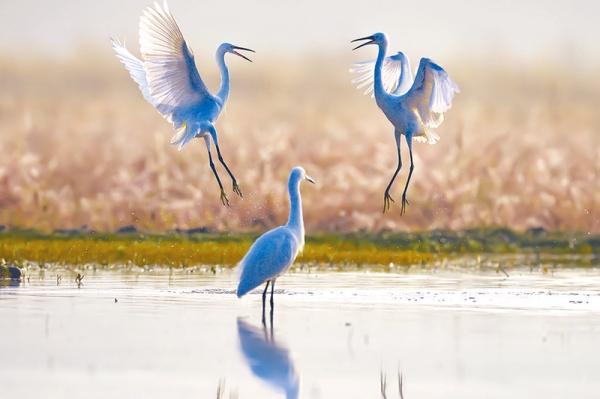 驻马店：素颜驻马店 美出天际线——驻马店“十四五”生态答卷引发社会各界热议