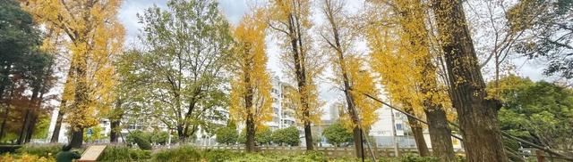 银杏落叶铺金毯，疁城暮秋韵未央